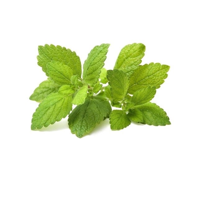 CLICK AND GROW LEMON BALM / 3-PACK