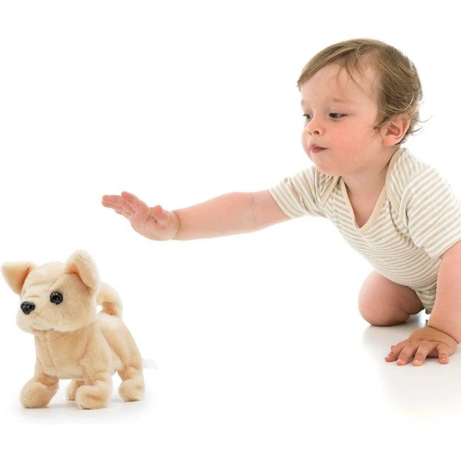 PUGS AT PLAY ACTIVITY DOG CHILLI